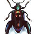 scarabeo effetto multicolor cromatico